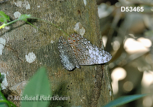 Pale Cracker (Hamadryas amphichloe)
